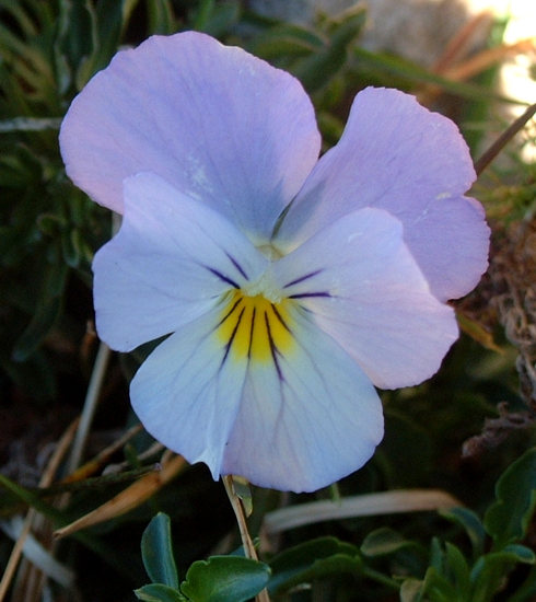 Viola eugeniae / Viola di Eugenia